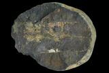 Fossil Neuropteris Seed Fern (Pos/Neg) - Mazon Creek #106052-2